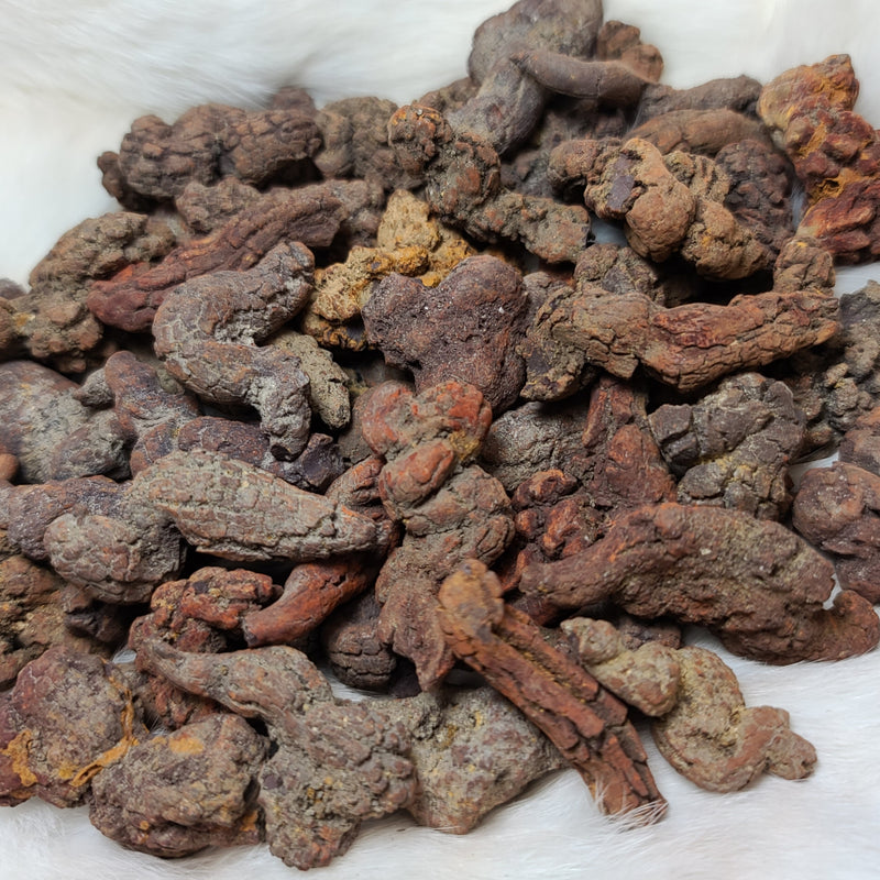 Prehistoric Poop (Coprolite)