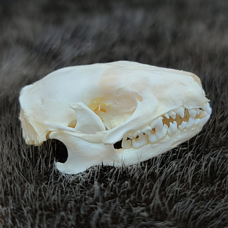 Hedgehog Tenrec Skull