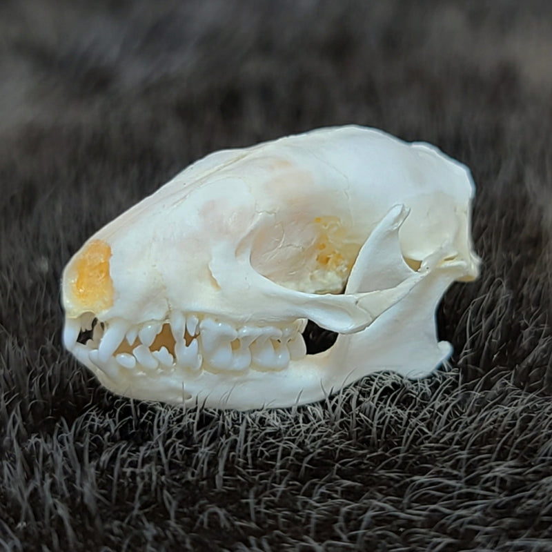 Hedgehog Tenrec Skull