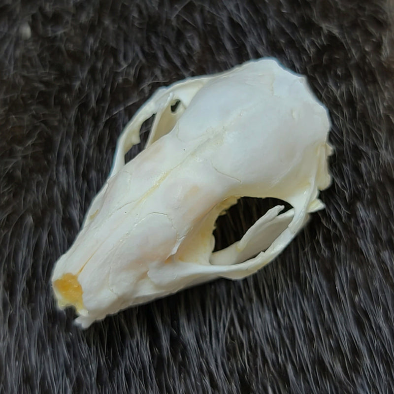 Hedgehog Tenrec Skull