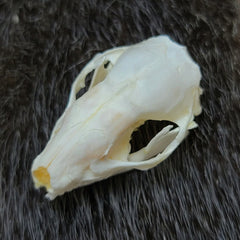 Hedgehog Tenrec Skull