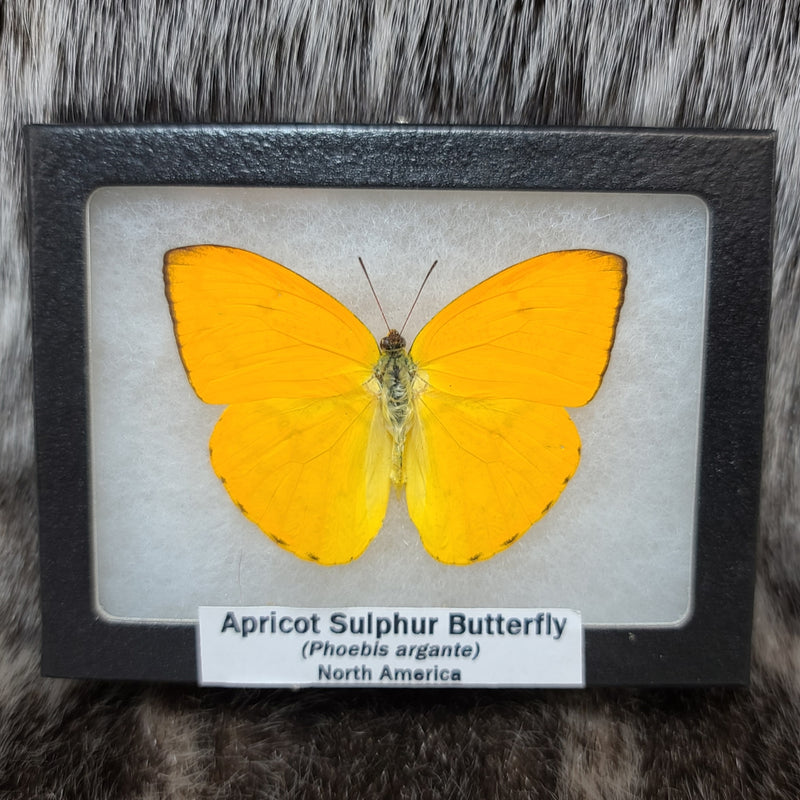 Apricot Sulphur Butterfly