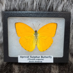 Apricot Sulphur Butterfly