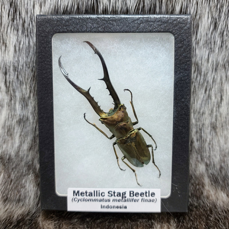 Metallic Stag Beetle