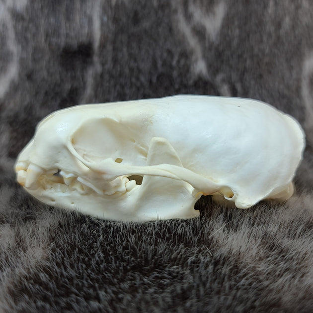 River Otter Skull (SALE) | SkullStore Inc.