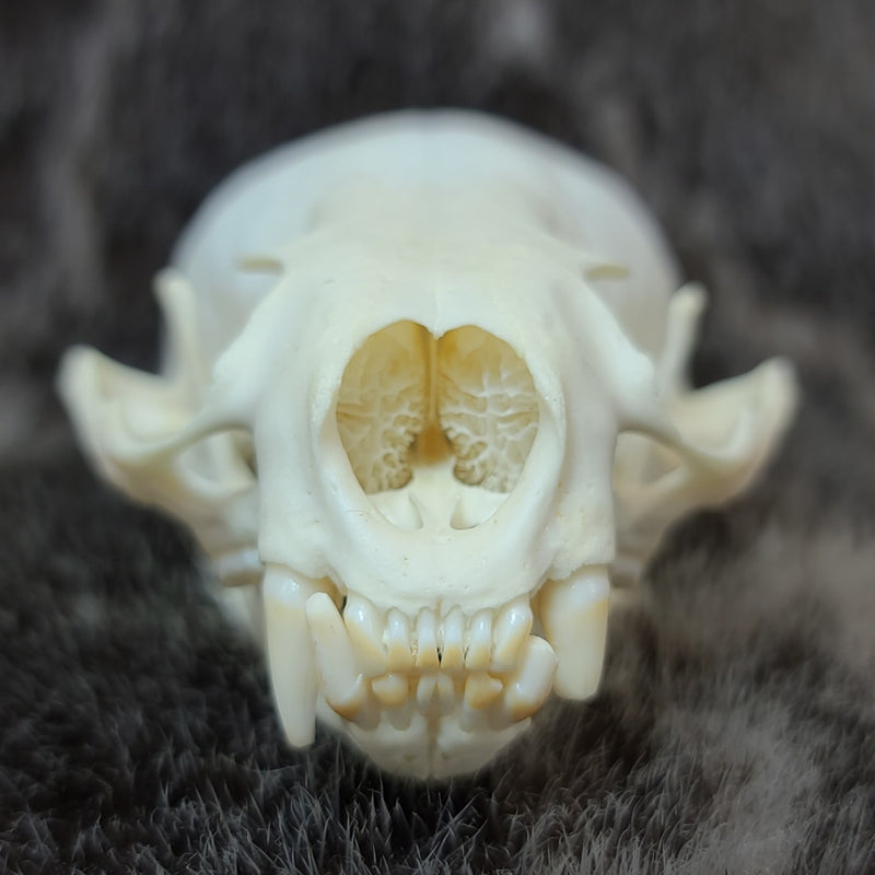 River Otter Skull (SALE)