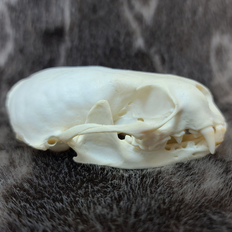 River Otter Skull (SALE)