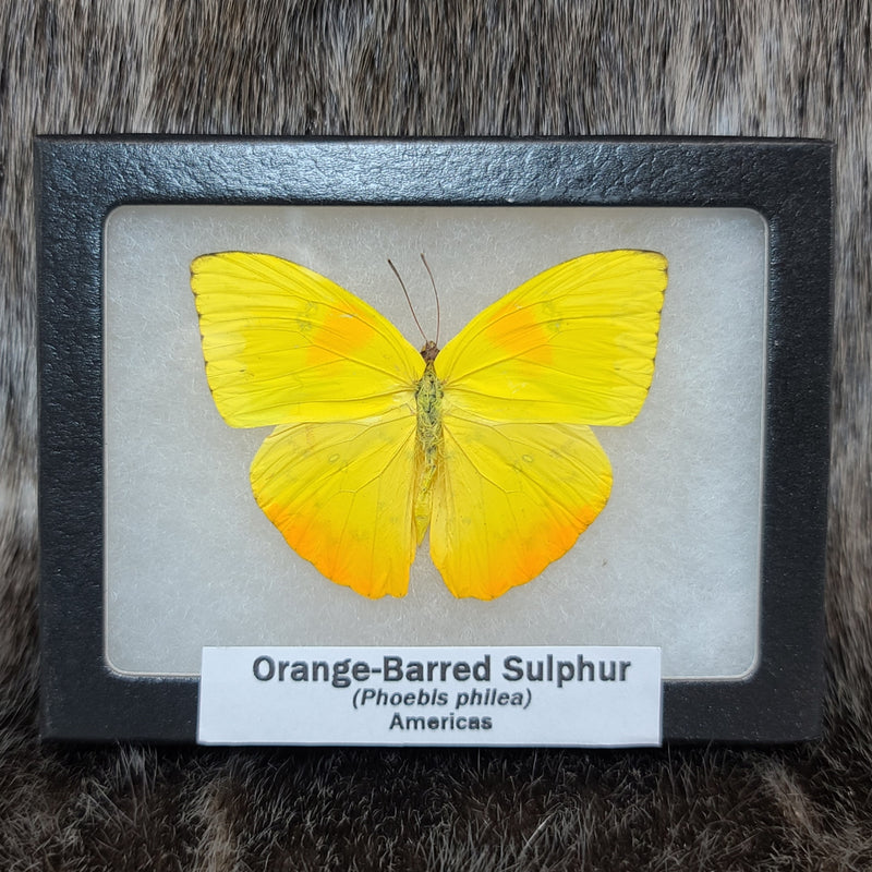 Orange-Barred Sulphur Butterfly
