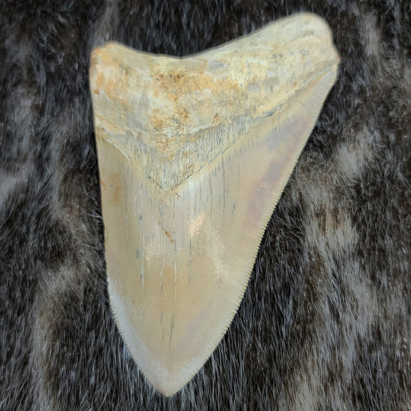 Megalodon Tooth, Carribean D (4.5")