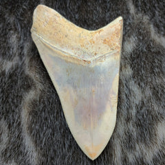 Megalodon Tooth, Carribean D (4.5