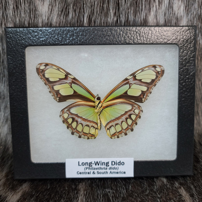 Long-Winged Dido Butterfly