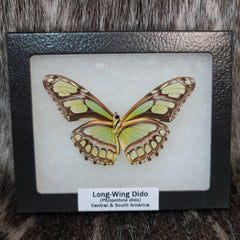 Long-Winged Dido Butterfly