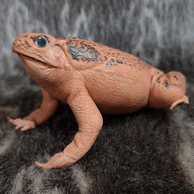 Cane Toad Taxidermy