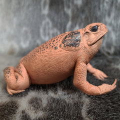 Cane Toad Taxidermy