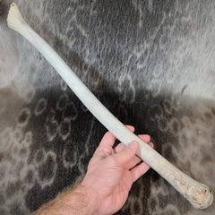 Walrus Penis Bones (Oosik), XL