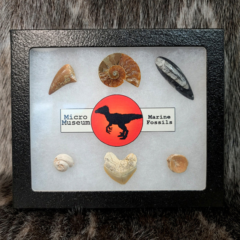 Micro Museum - Marine Fossil Set