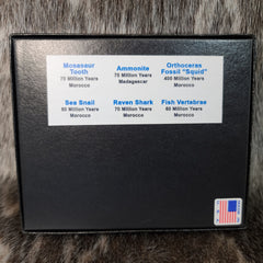 Micro Museum - Marine Fossil Set