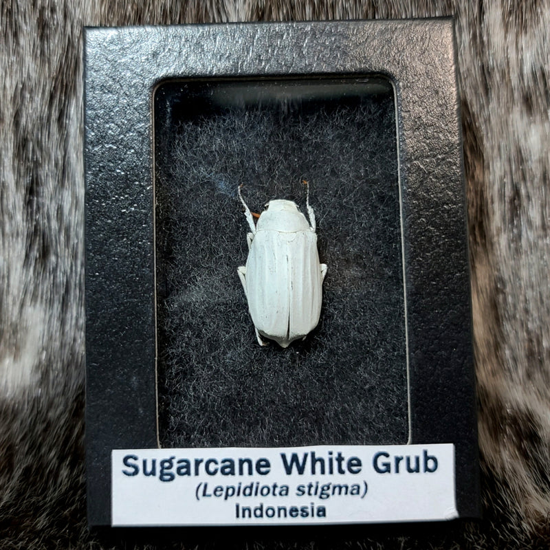 Sugarcane White Grub Beetle