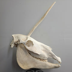 Unicorn Skull