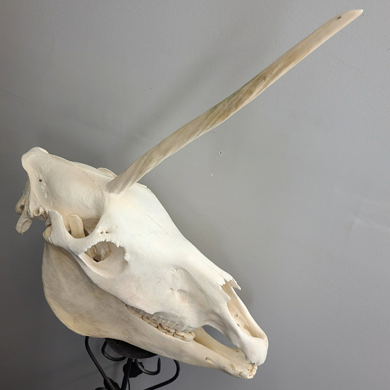 Unicorn Skull