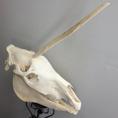 Unicorn Skull