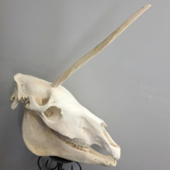 Unicorn Skull