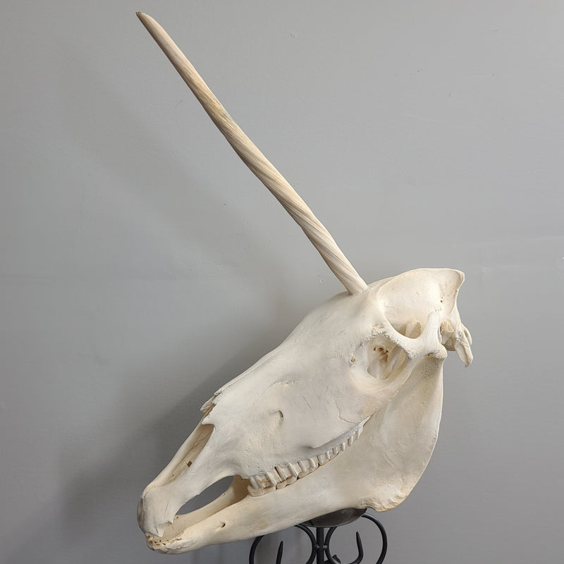 Unicorn Skull