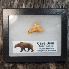 Cavebear Molar, Framed