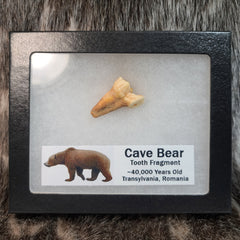 Cavebear Molar, Framed