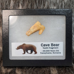 Cavebear Molar, Framed