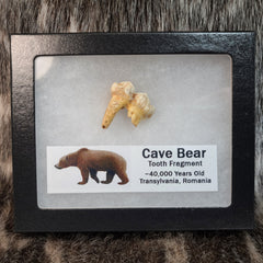 Cavebear Molar, Framed