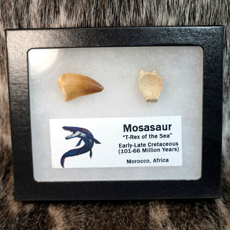 Mosasaur Tooth & Vertebrae Set