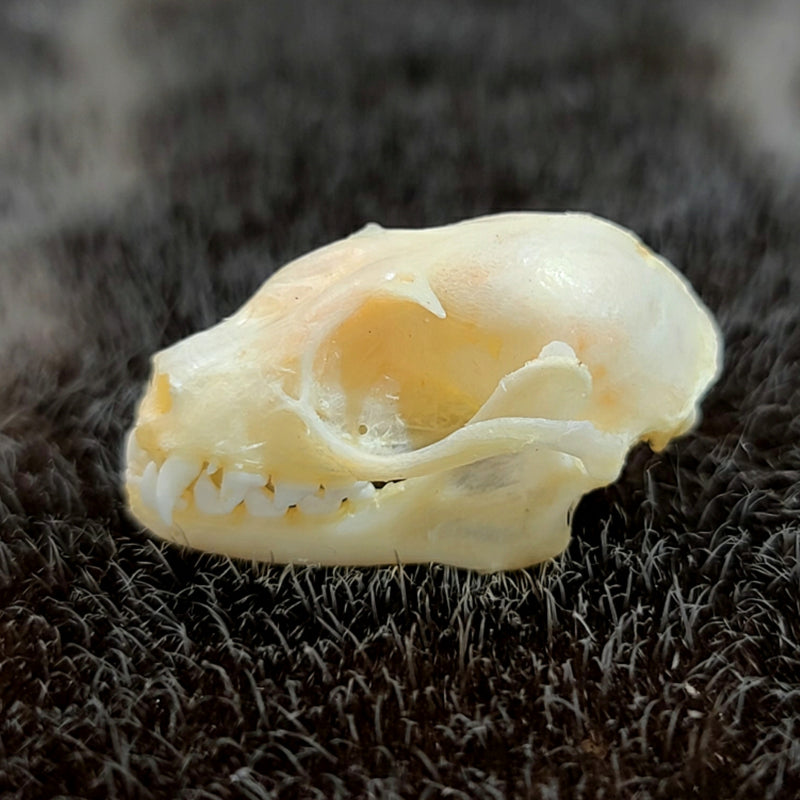 Lesser Short-Nosed Fruit Bat Skulls