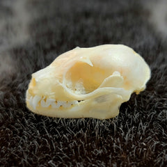 Lesser Short-Nosed Fruit Bat Skulls