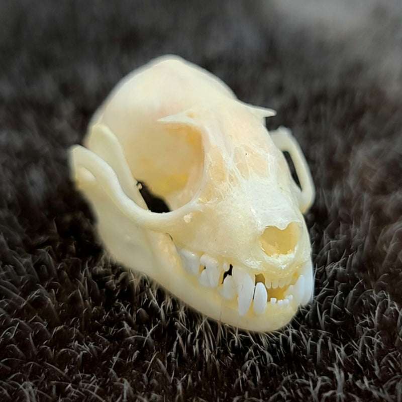 Lesser Short-Nosed Fruit Bat Skulls