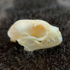 Lesser Short-Nosed Fruit Bat Skulls