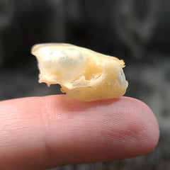 Lesser Asiatic Yellow Bat Skulls