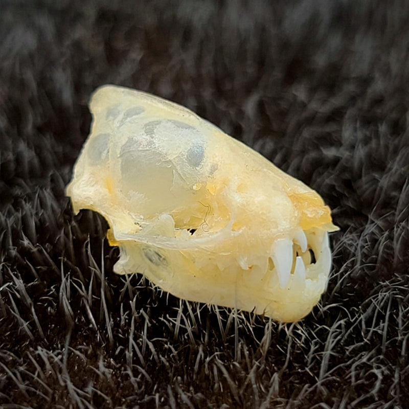 Lesser Asiatic Yellow Bat Skulls