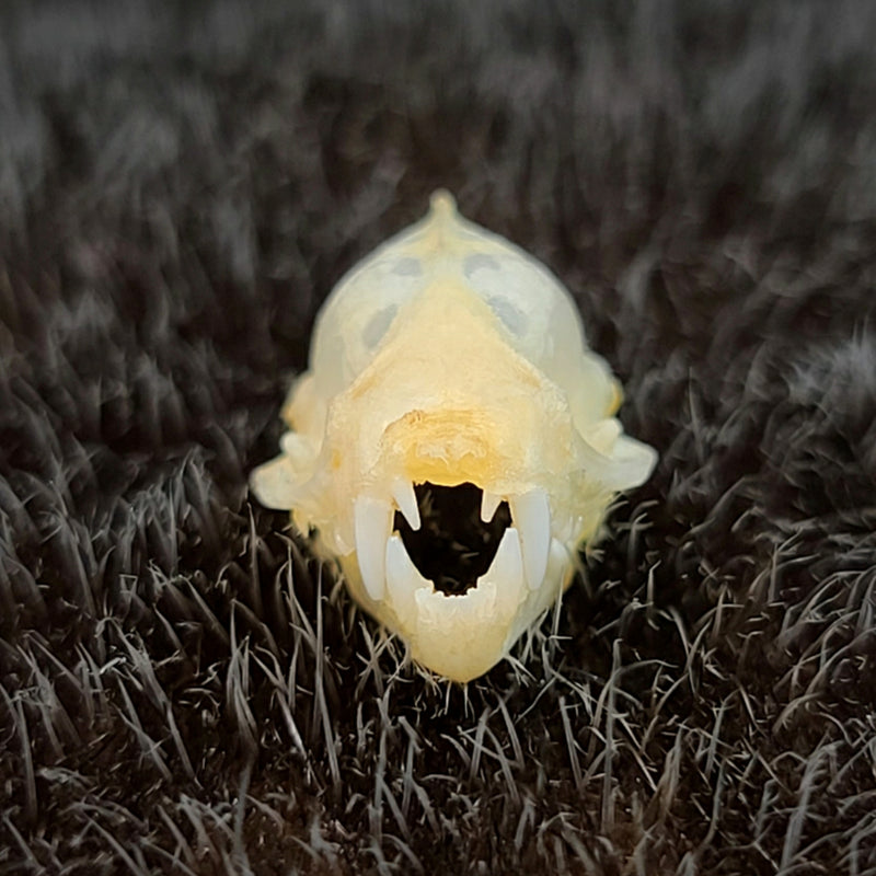 Lesser Asiatic Yellow Bat Skulls