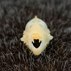 Lesser Asiatic Yellow Bat Skulls