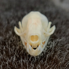 Greater Short-Nosed Fruit Bat Skull