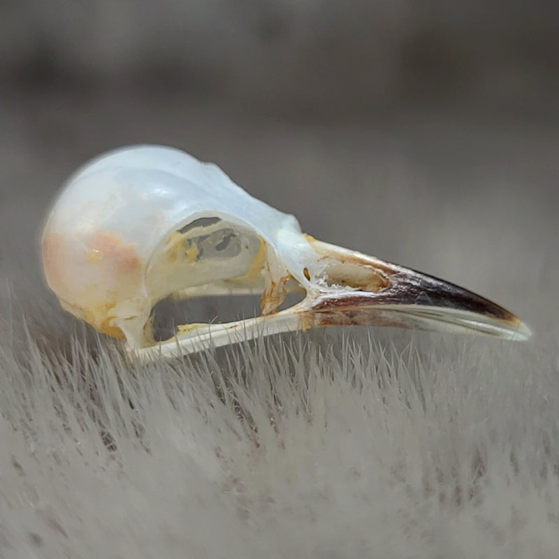 Common Iora Bird Skulls