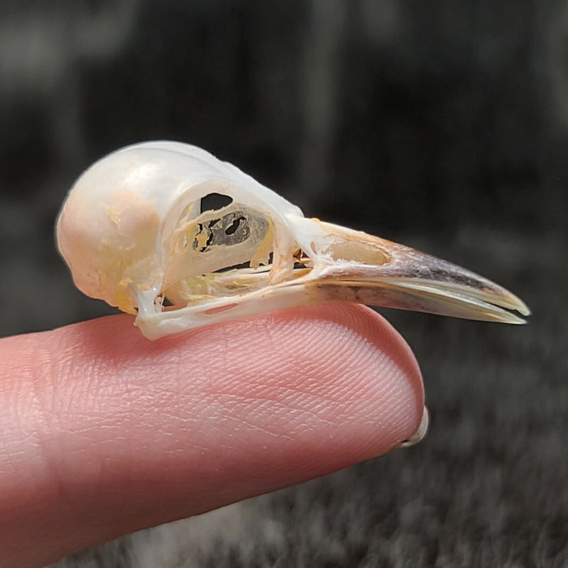 Common Iora Bird Skulls