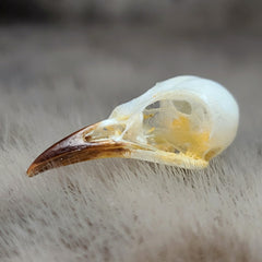 Sooty-Headed Bulbul Bird Skulls