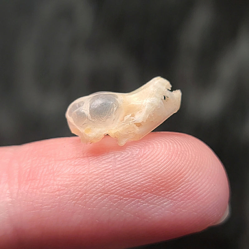 Brown Pipistrelle Bat Skulls