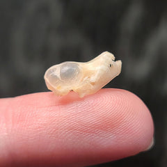 Brown Pipistrelle Bat Skulls