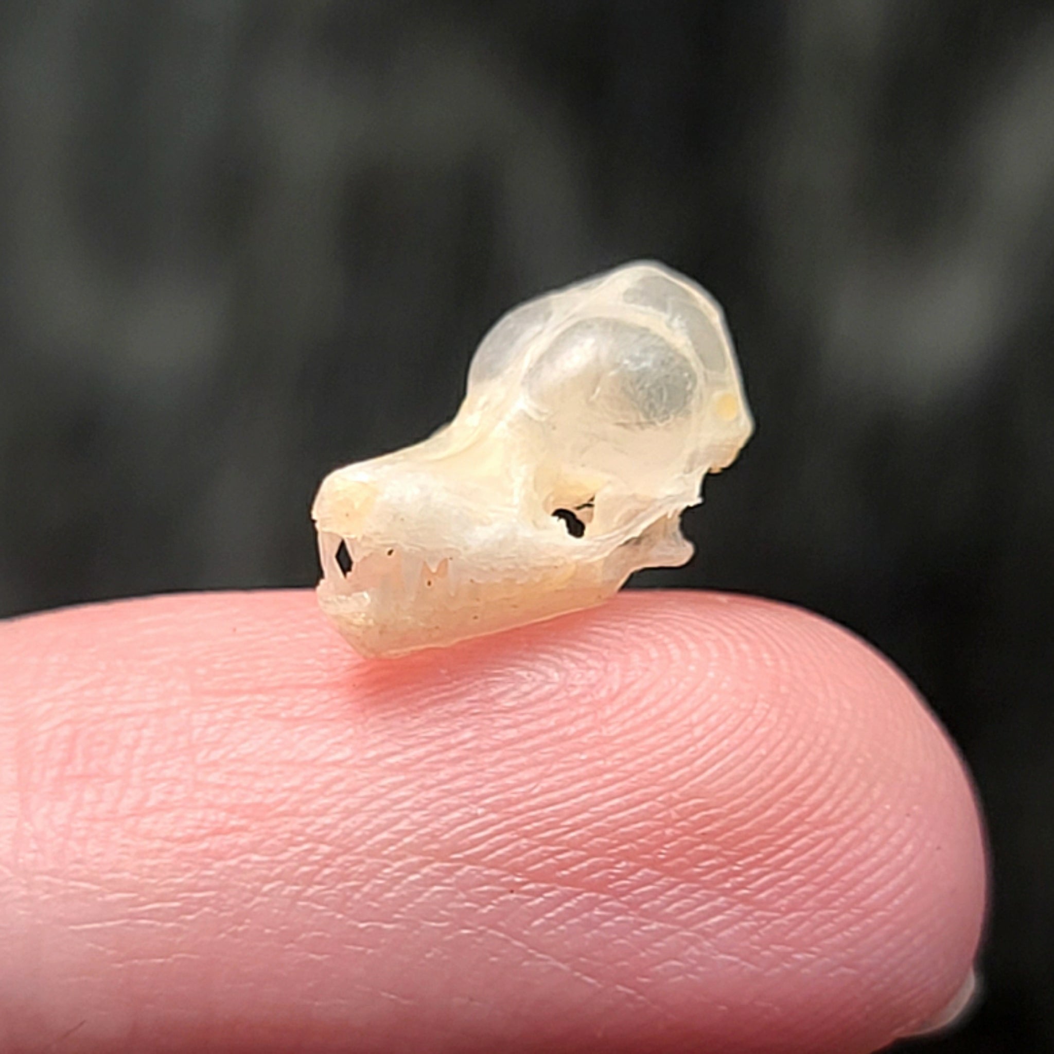 Eastern Pipistrelle Skull eastern-pipistrelle-skull