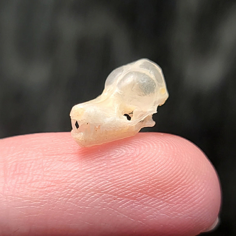 Brown Pipistrelle Bat Skulls