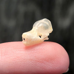 Brown Pipistrelle Bat Skulls