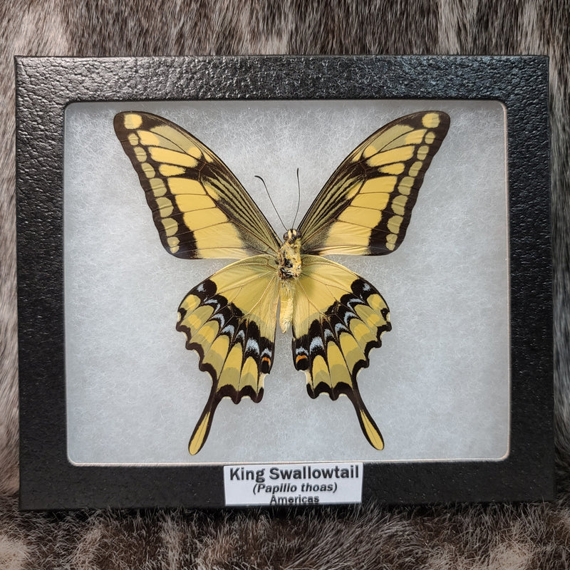 King Swallowtail Butterfly (SALE)